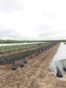 Custom Farm Services field work 71